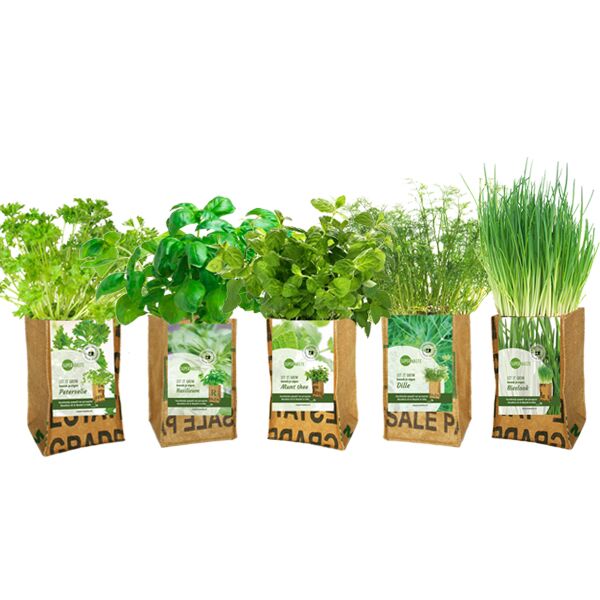 Kweektuintje Munt - Afbeelding 2