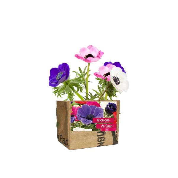 Mini kweektuin Anemone SuperWaste