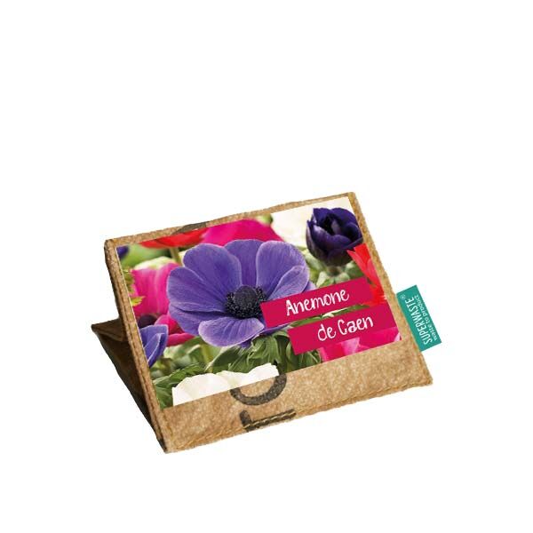 Mini kweektuintje Anemone - Afbeelding 2