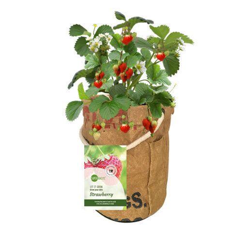 Kweektuin aardbeienplant Superwaste