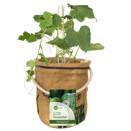 kweektuin komkommer plant Superwaste