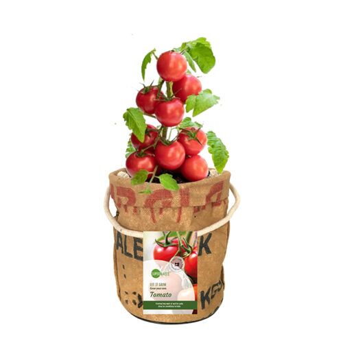 Kweektuin tomaten Superwaste